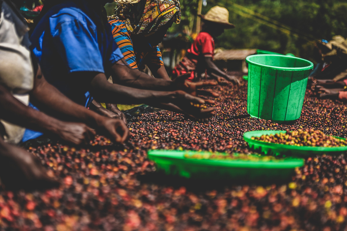 Washed processing in Ethiopia